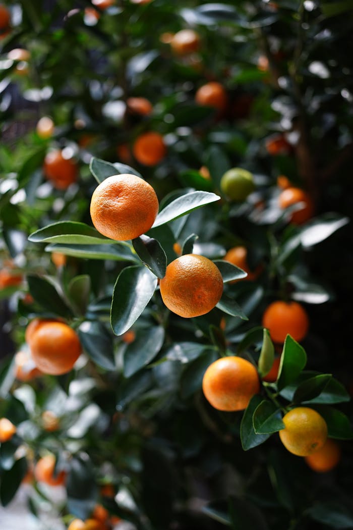 Close-up of fresh oranges on a leafy tree under sunlight in Ho Chi Minh City, Vietnam.