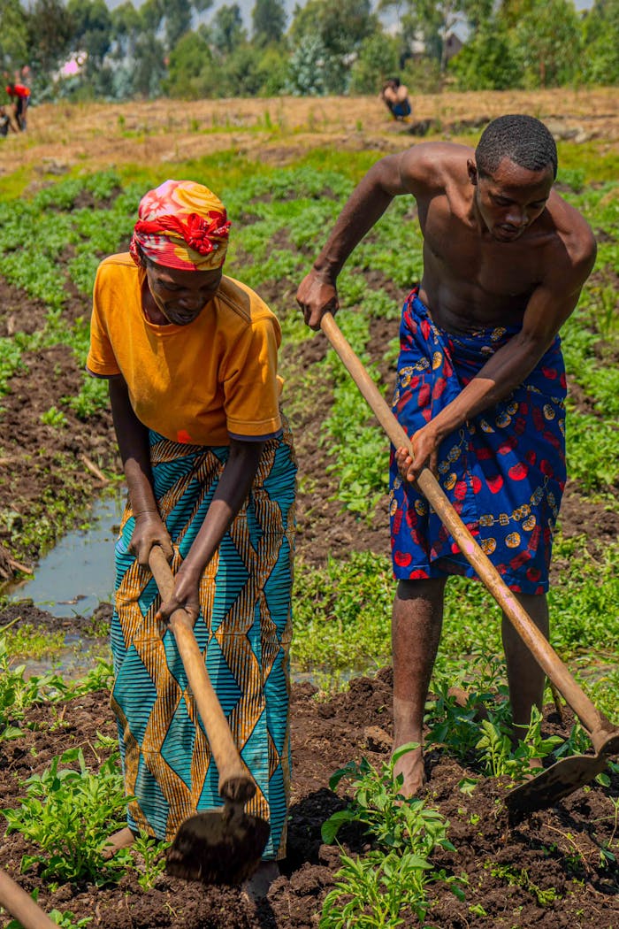 A black man and woman collaboratively farming in a lush, green field under a clear sky.