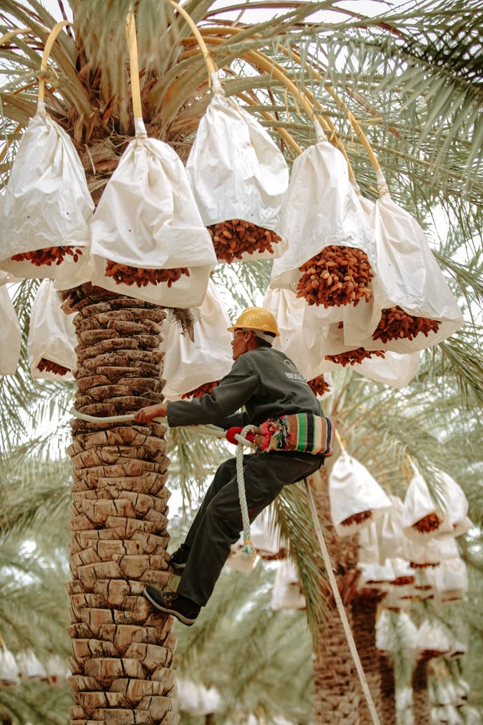 Arborist climbing a date palm in Biskra, Algeria, harvesting ripe dates.