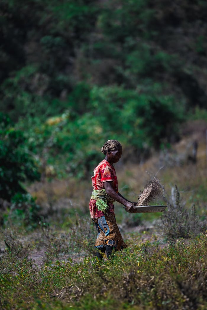 African woman harvesting crops in rural Nigeria, showcasing traditional farming techniques and vibrant culture.